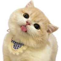 貝貝喵咖